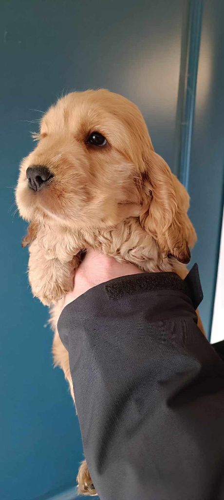 Of merrily - Chiot disponible  - Cocker Spaniel Anglais