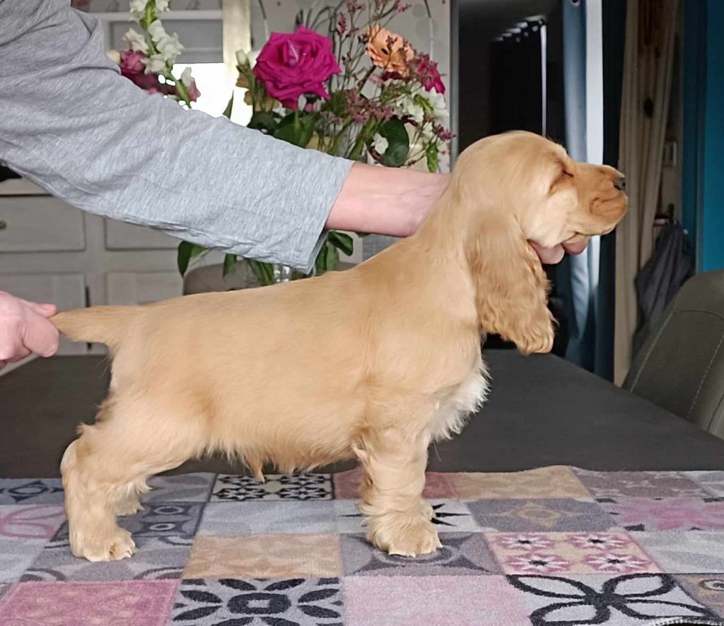 Of merrily - Chiot disponible  - Cocker Spaniel Anglais
