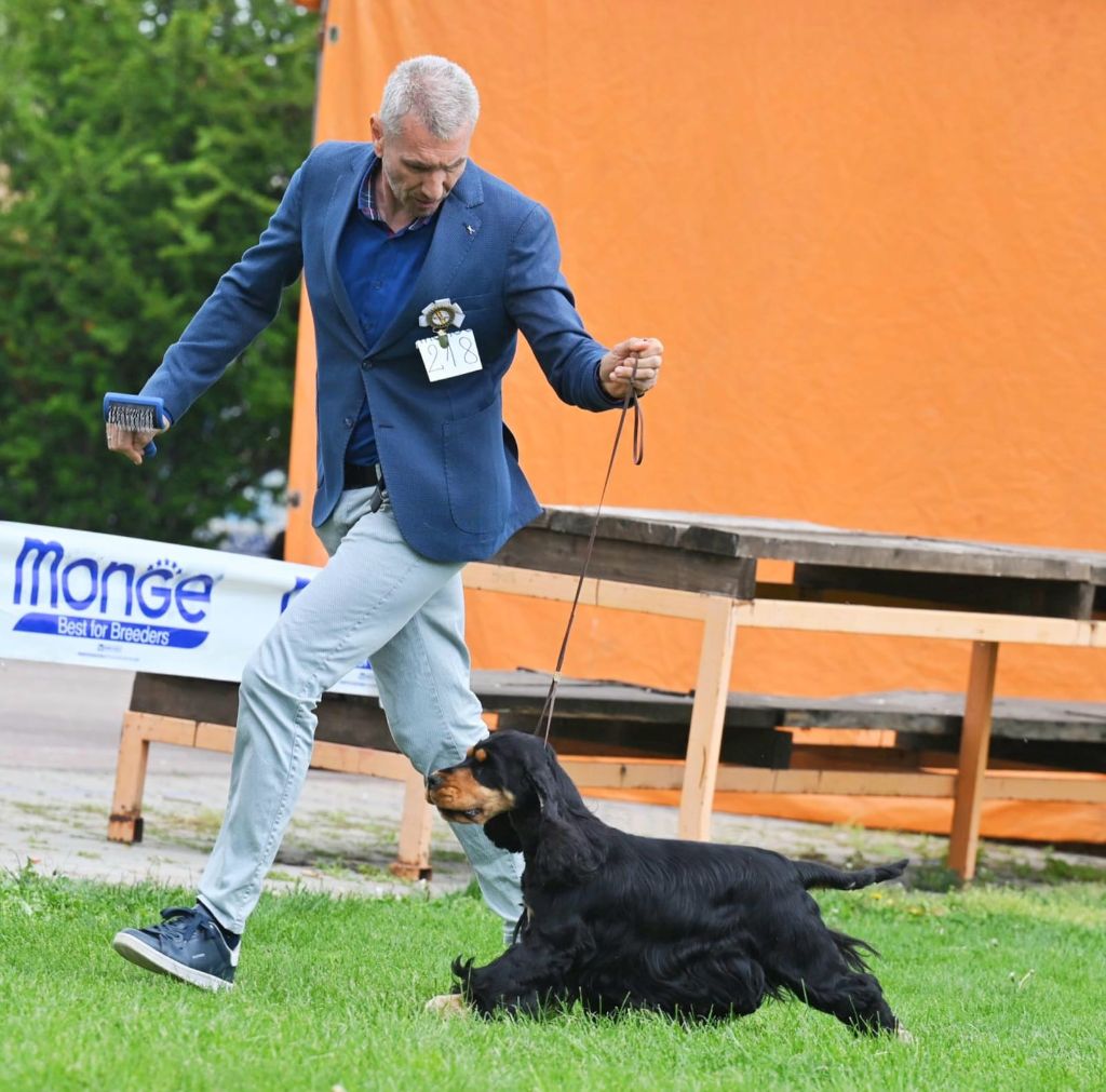 Of merrily - Tzigane grand champion de Bosnie et CH de Macédoine