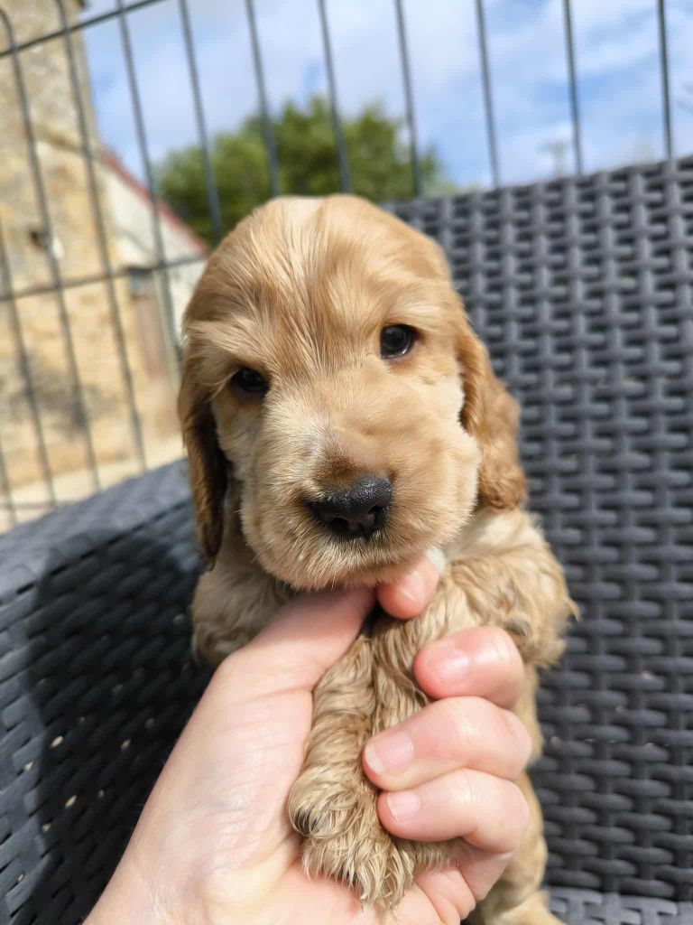 Of merrily - Chiots disponibles - Cocker Spaniel Anglais