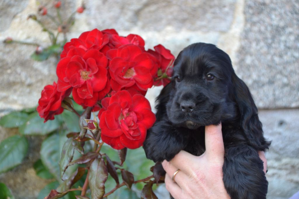 Of merrily - Chiots disponibles - Cocker Spaniel Anglais