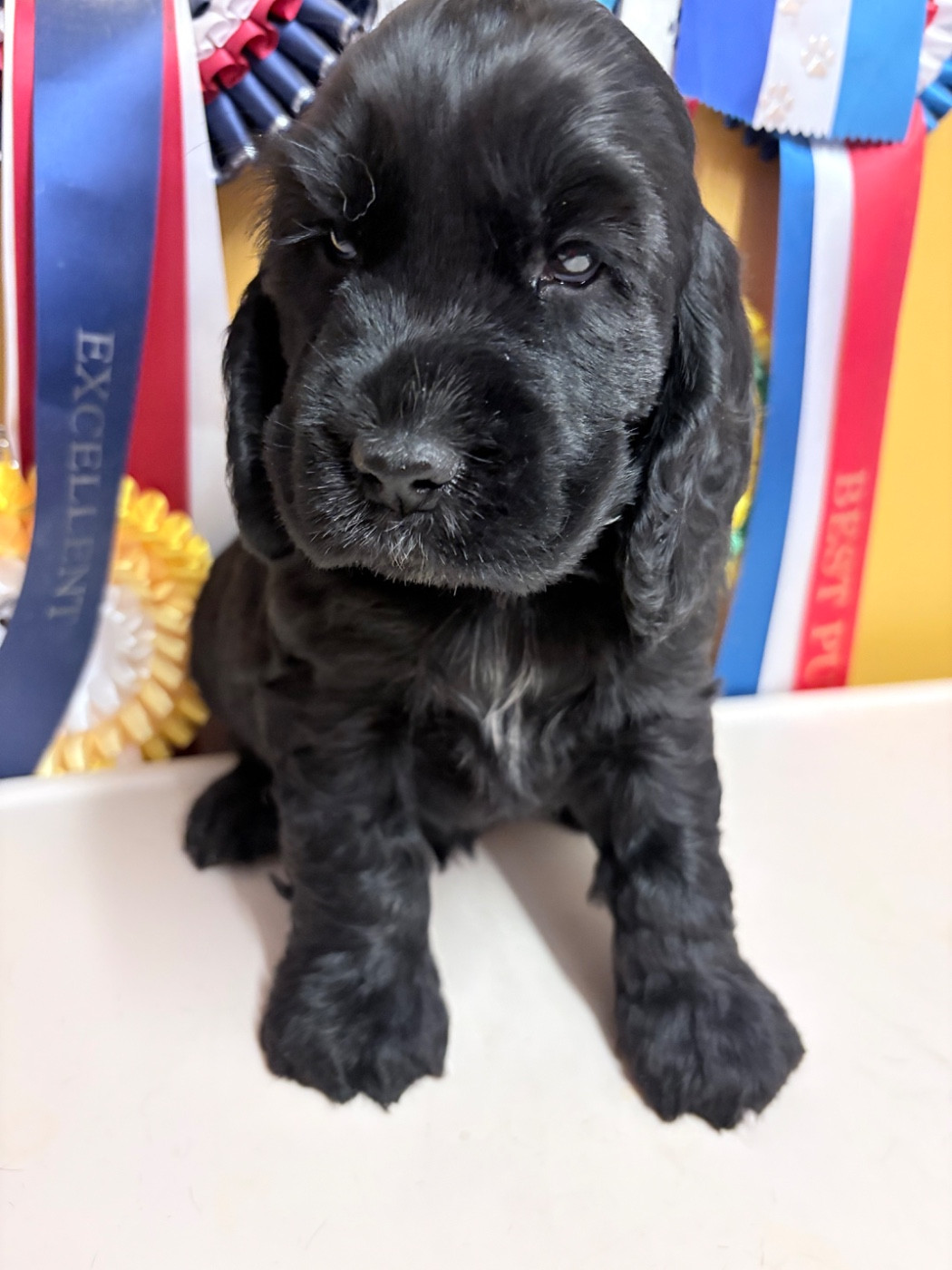 Of merrily - Chiots disponibles - Cocker Spaniel Anglais