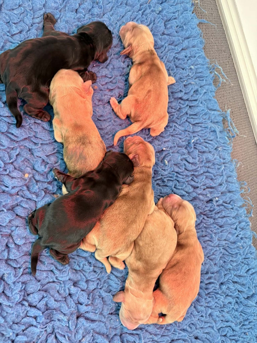 Of merrily - Cocker Spaniel Anglais - Portée née le 03/03/2026