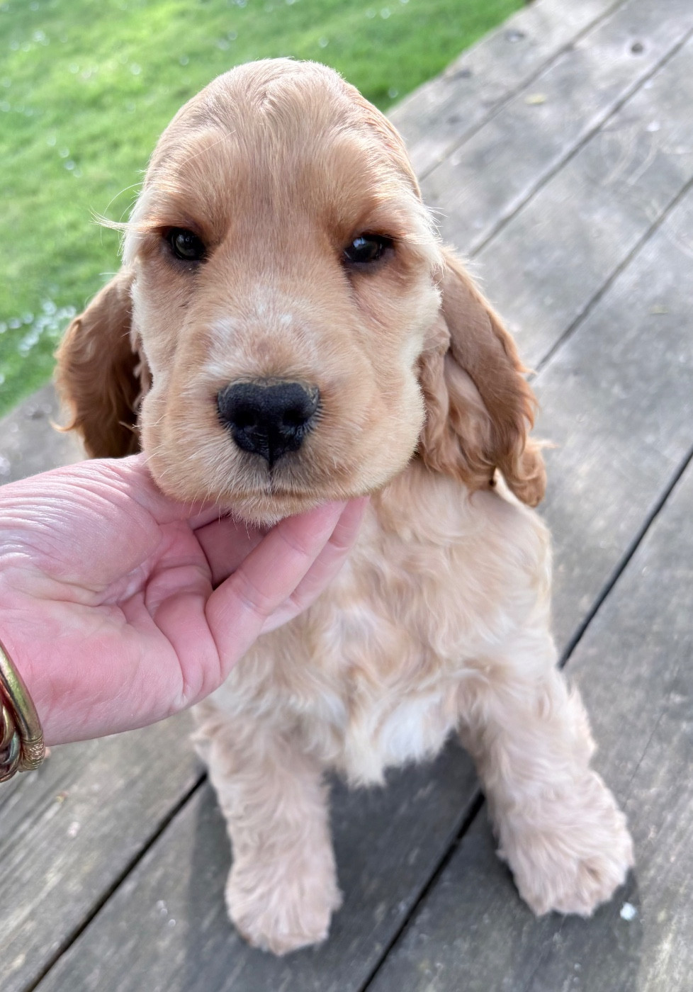 Of merrily - Chiots disponibles - Cocker Spaniel Anglais
