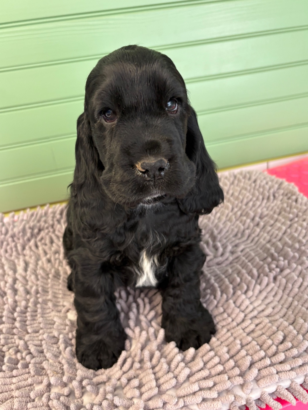 Of merrily - Chiots disponibles - Cocker Spaniel Anglais