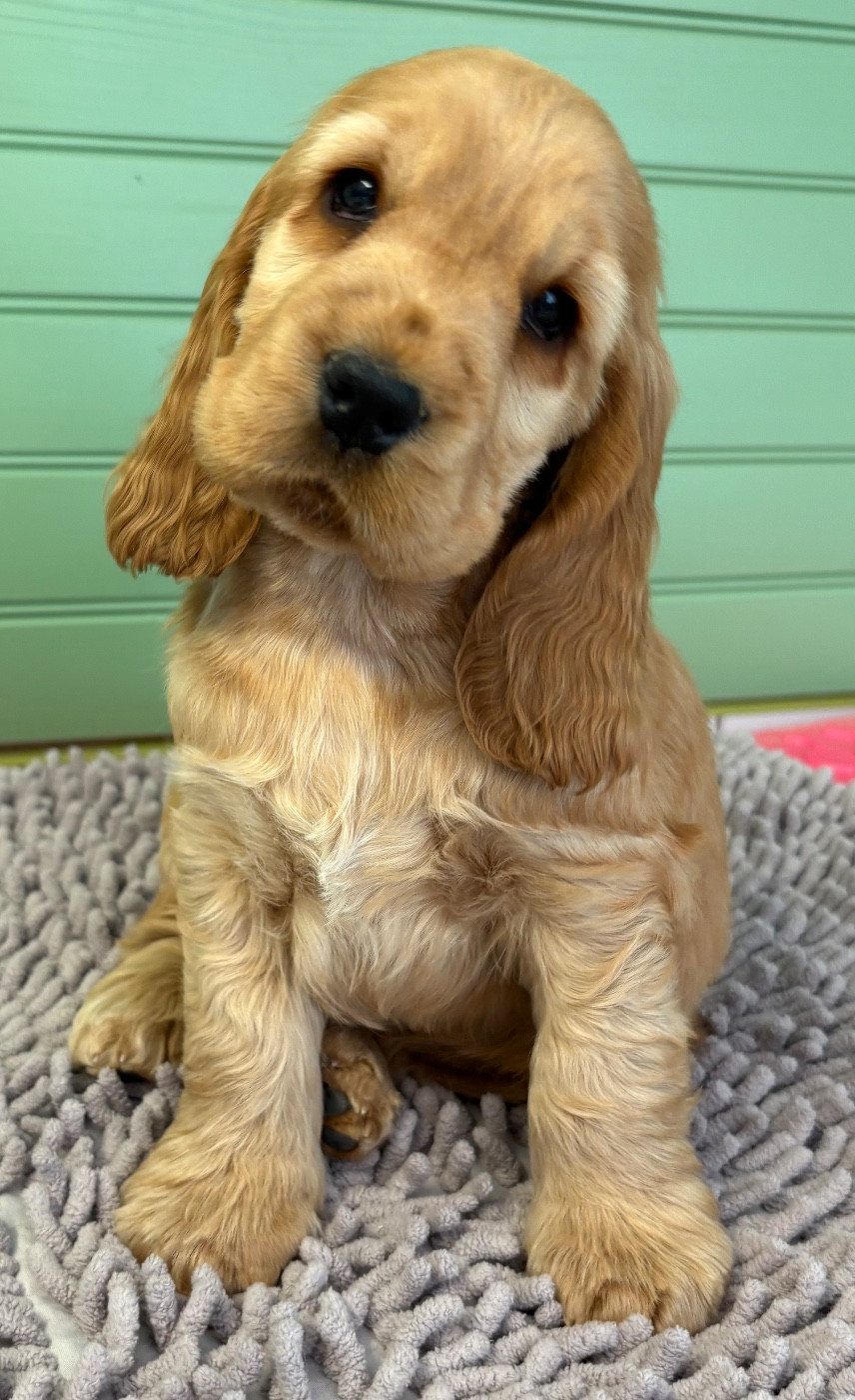 Of merrily - Chiots disponibles - Cocker Spaniel Anglais