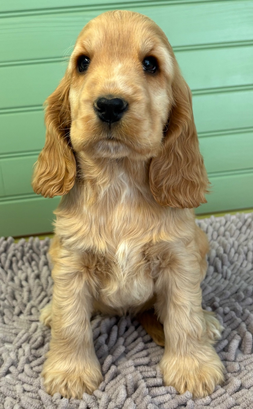 Of merrily - Chiots disponibles - Cocker Spaniel Anglais