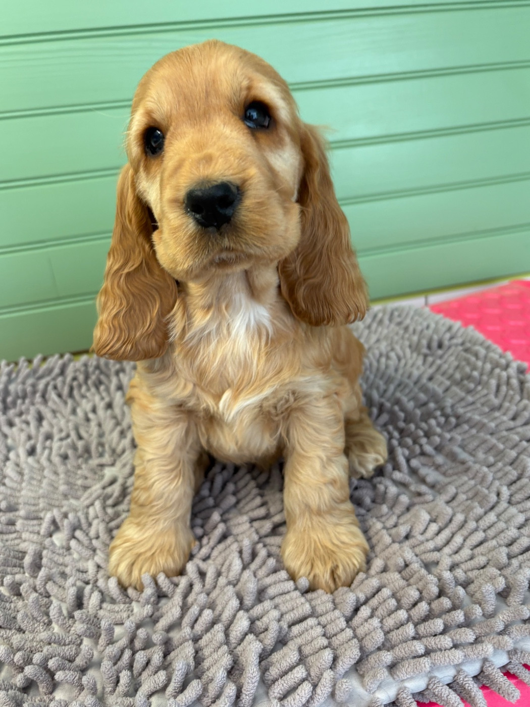 Of merrily - Chiots disponibles - Cocker Spaniel Anglais