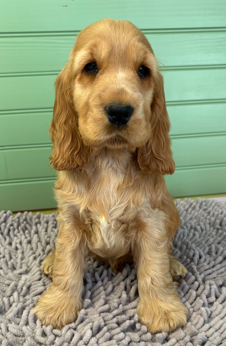 Of merrily - Chiots disponibles - Cocker Spaniel Anglais