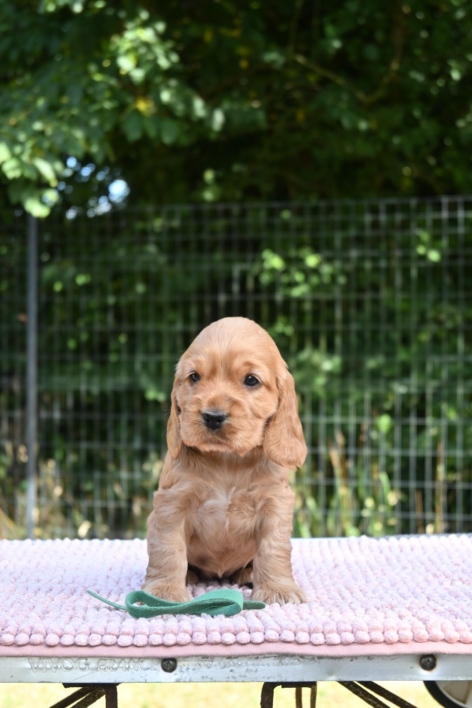 Of merrily - Chiots disponibles - Cocker Spaniel Anglais