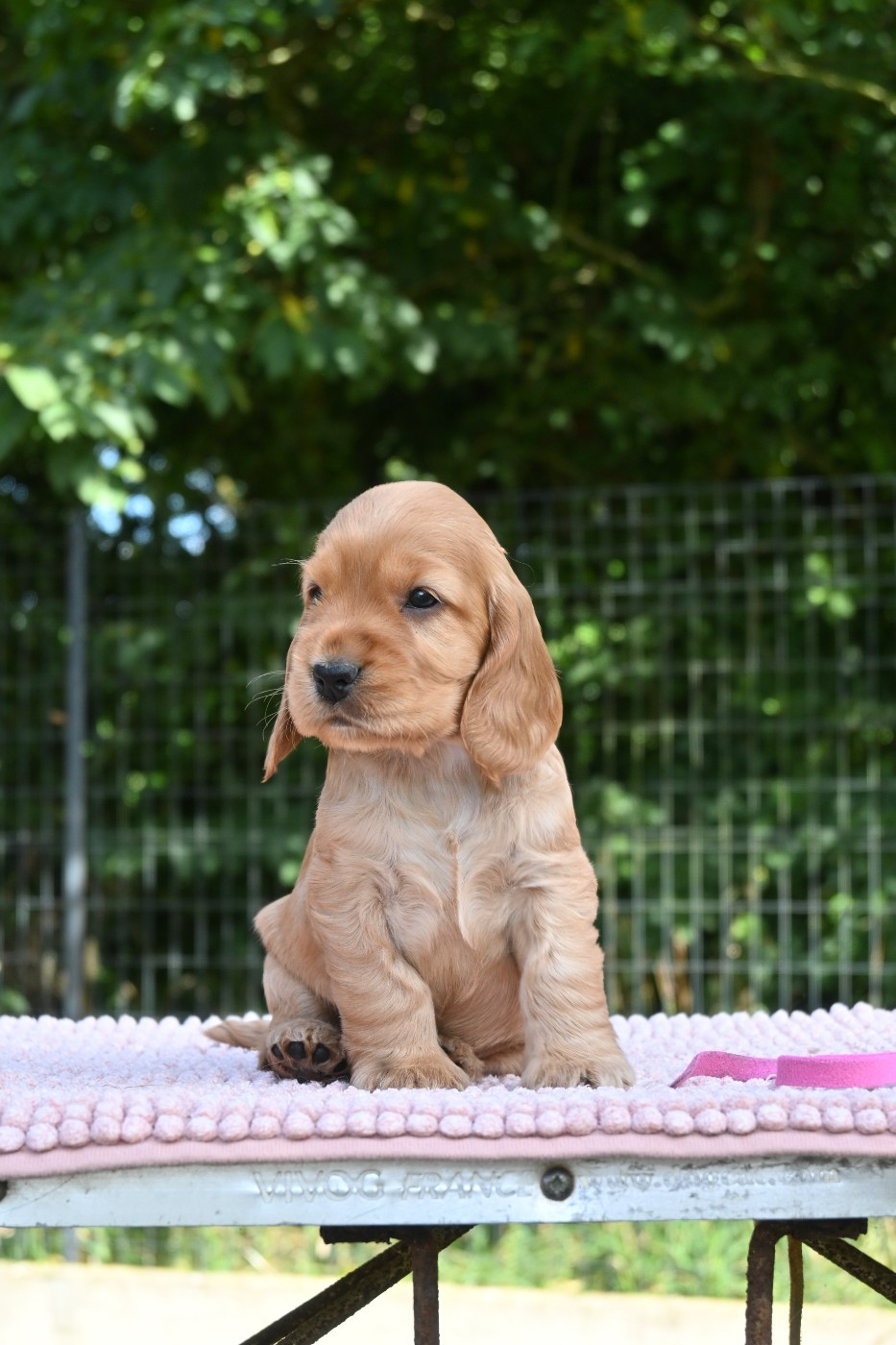 Of merrily - Chiots disponibles - Cocker Spaniel Anglais