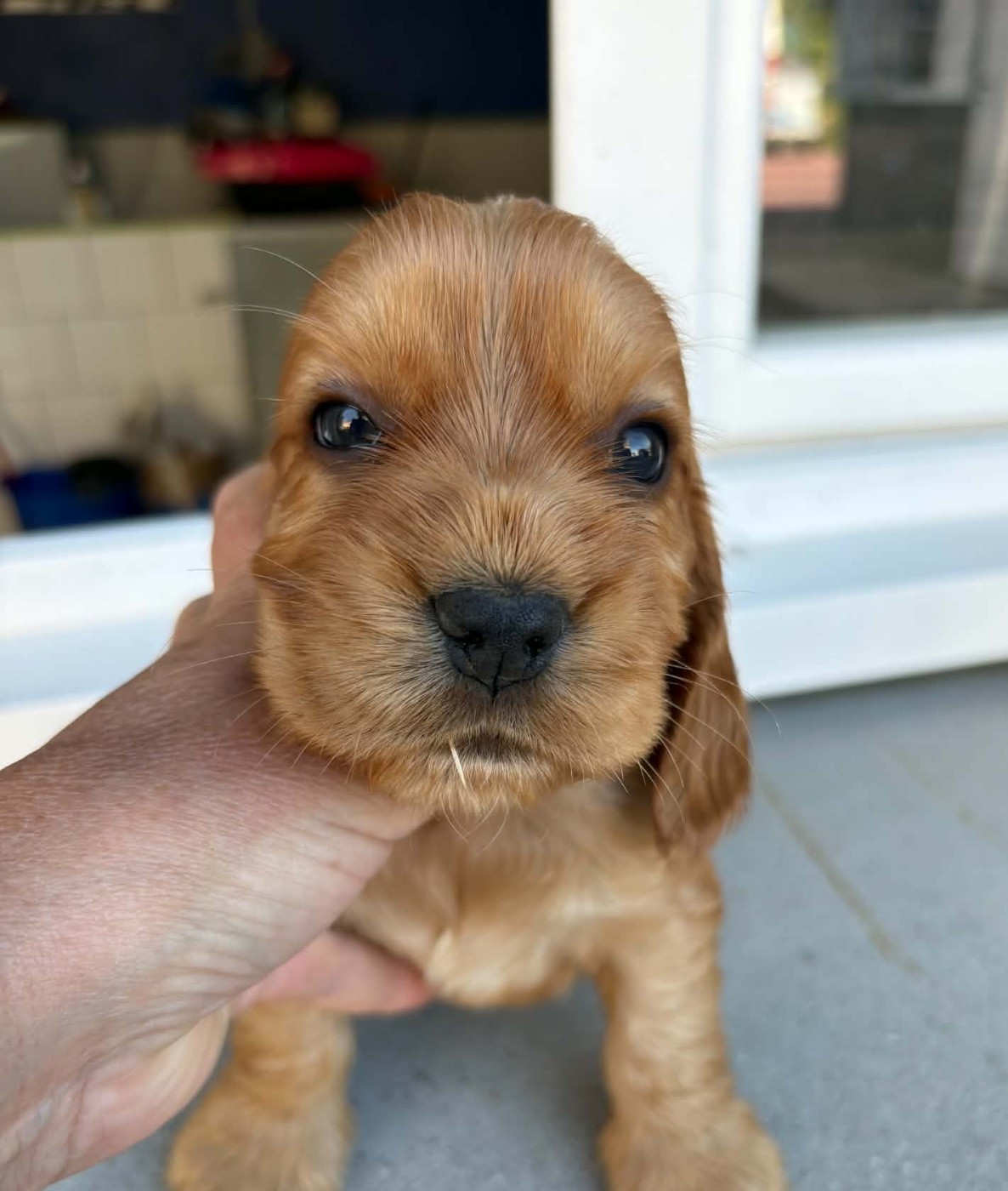 Of merrily - Chiots disponibles - Cocker Spaniel Anglais