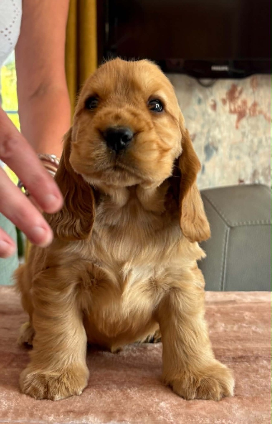 Of merrily - Chiots disponibles - Cocker Spaniel Anglais
