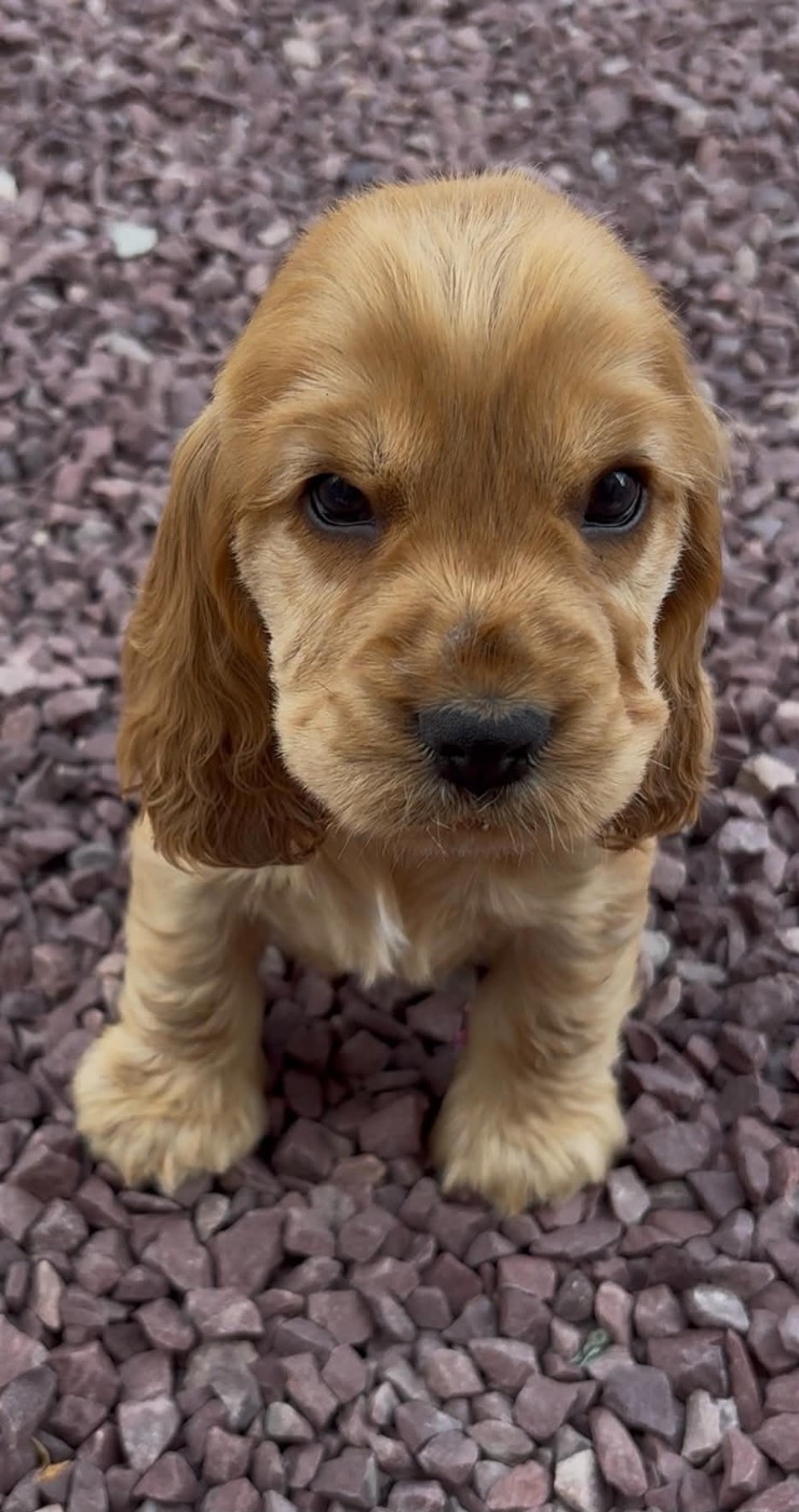 Of merrily - Chiots disponibles - Cocker Spaniel Anglais