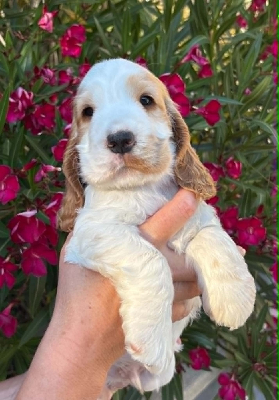 Of merrily - Chiots disponibles - Cocker Spaniel Anglais