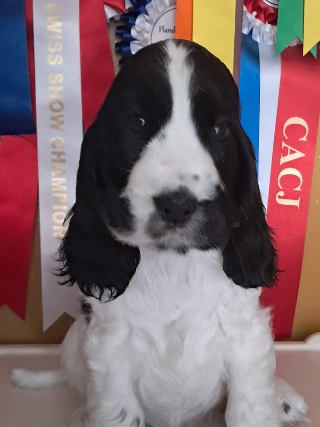 Of merrily - Chiots disponibles - Cocker Spaniel Anglais
