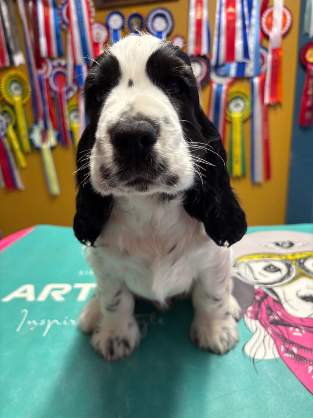 Of merrily - Chiots disponibles - Cocker Spaniel Anglais