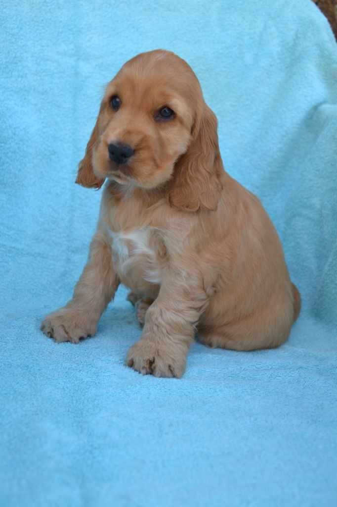 Of merrily - Chiots disponibles - Cocker Spaniel Anglais