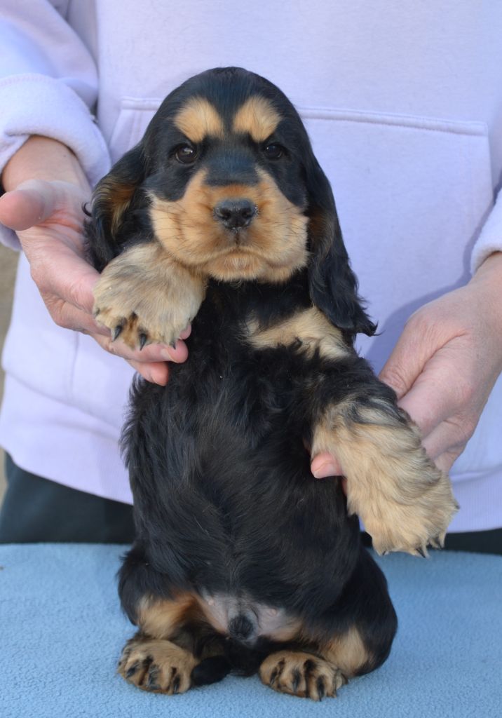 Of merrily - Chiots disponibles - Cocker Spaniel Anglais