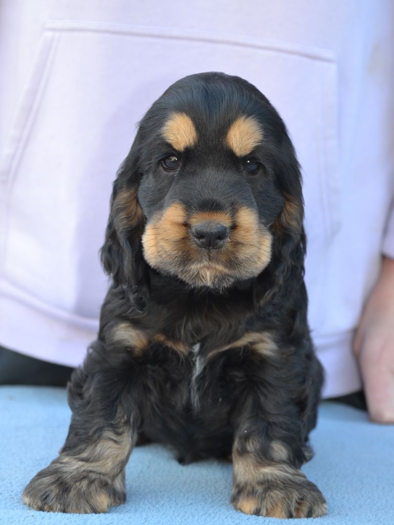 Of merrily - Chiots disponibles - Cocker Spaniel Anglais