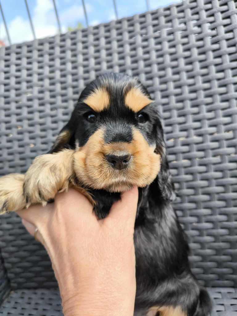 Of merrily - Chiots disponibles - Cocker Spaniel Anglais
