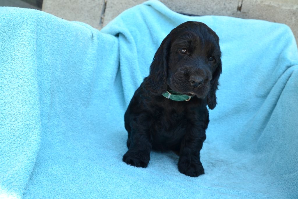 Of merrily - Chiots disponibles - Cocker Spaniel Anglais