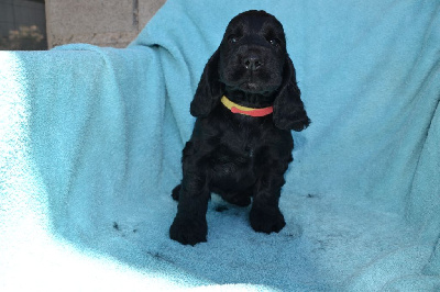 CHIOT 6