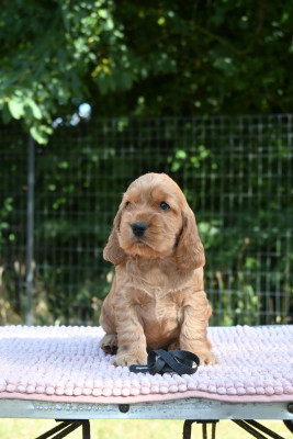 BALZAC