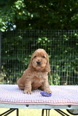 Chiot N°5