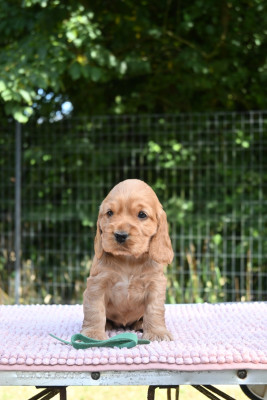 Chiot N°6