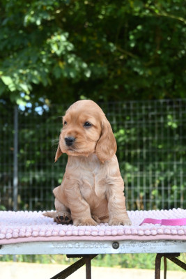 Chiot N°7