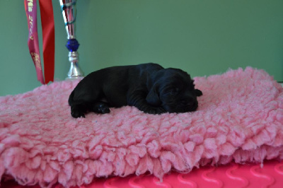 CHIOT 4