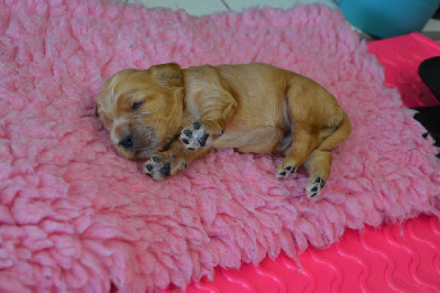 CHIOT 3