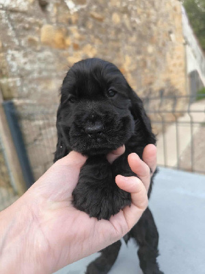 Alba