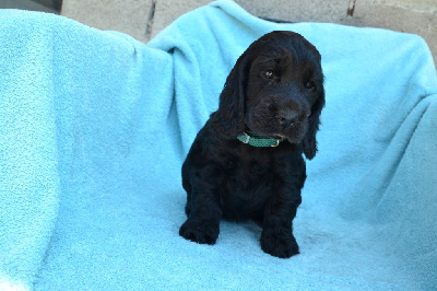 CHIOT 7
