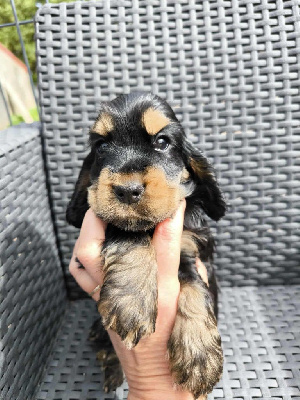 ARNOLD