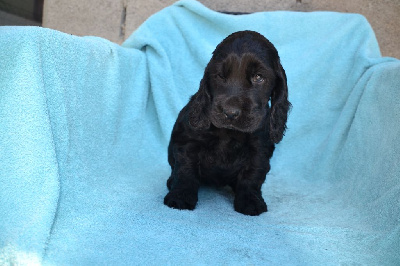 CHIOT 8