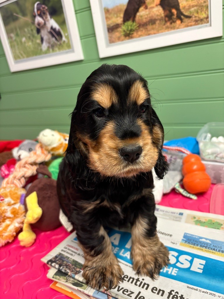 Of merrily - Chiots disponibles - Cocker Spaniel Anglais