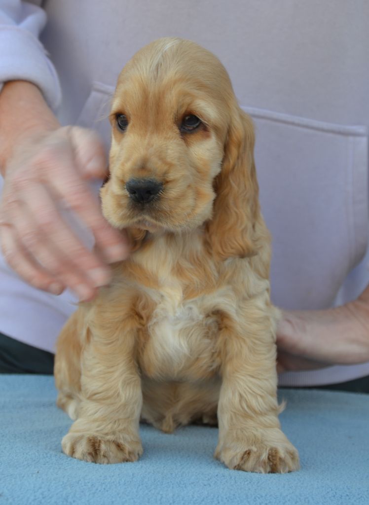 Of merrily - Chiots disponibles - Cocker Spaniel Anglais