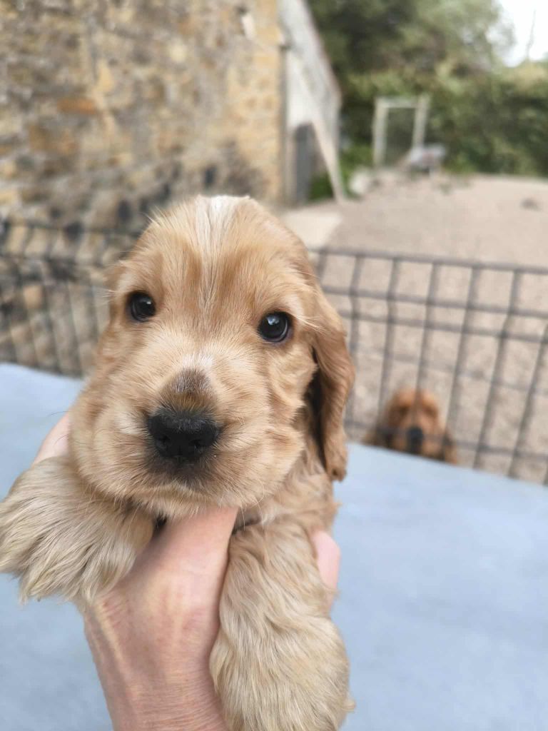 Of merrily - Chiots disponibles - Cocker Spaniel Anglais