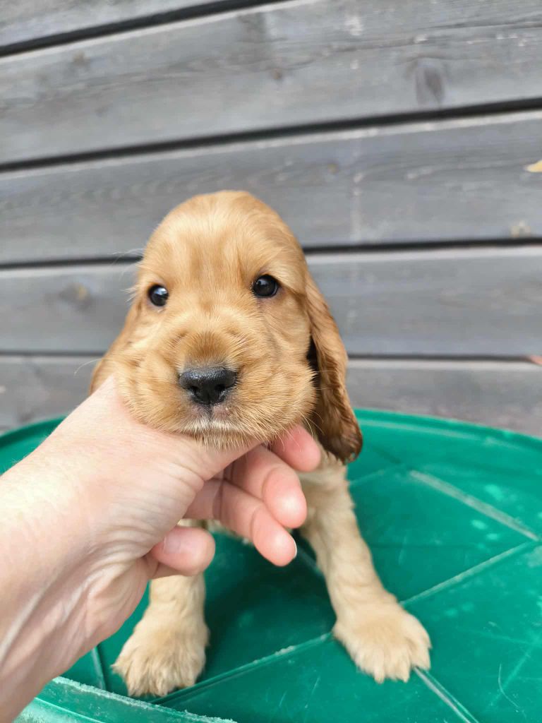 Of merrily - Chiots disponibles - Cocker Spaniel Anglais