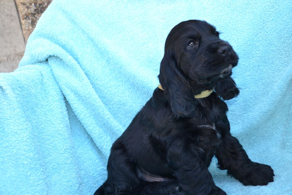 Of merrily - Chiots disponibles - Cocker Spaniel Anglais