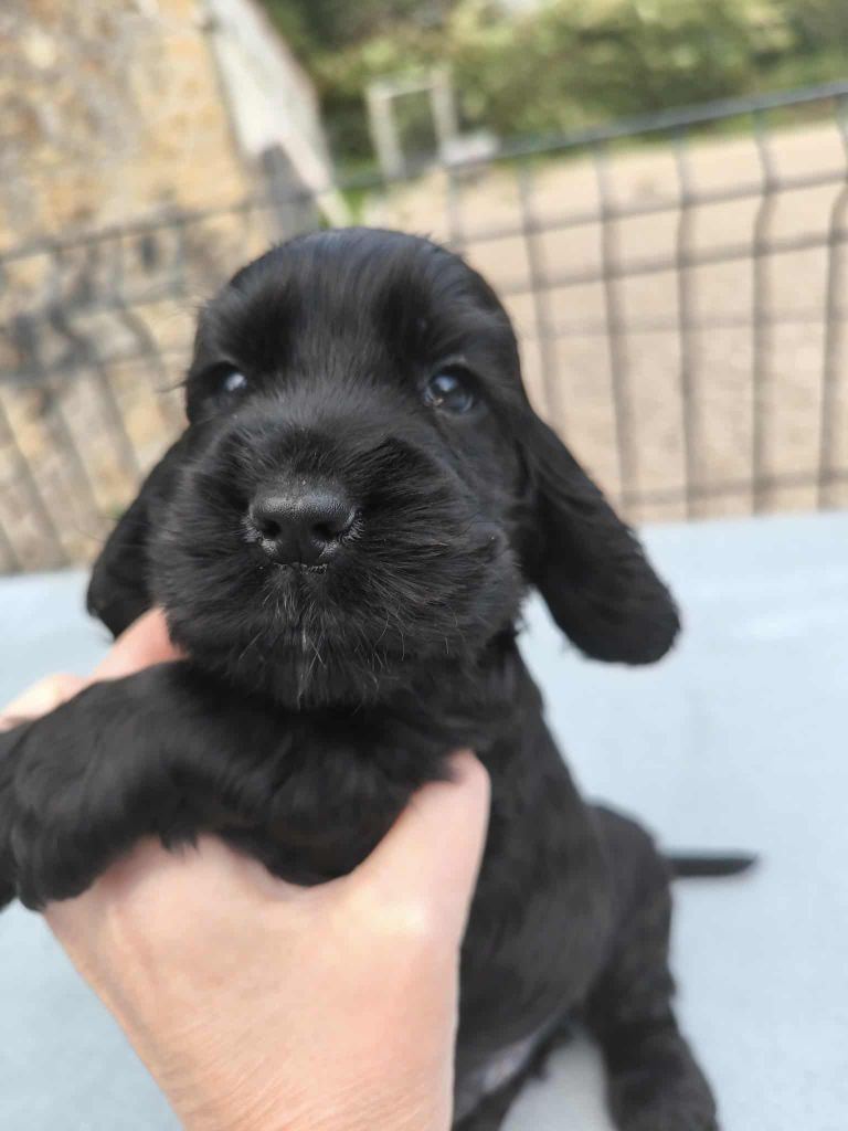 Of merrily - Chiots disponibles - Cocker Spaniel Anglais