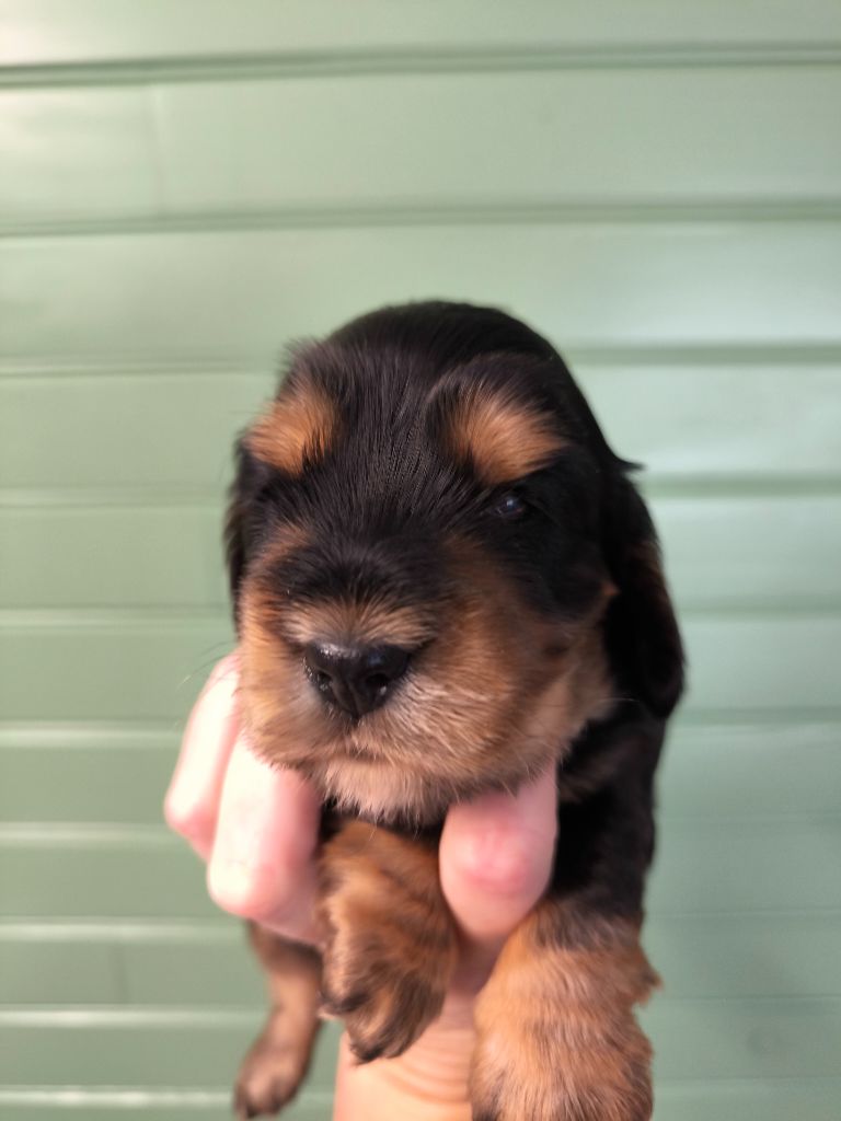 Of merrily - Chiots disponibles - Cocker Spaniel Anglais