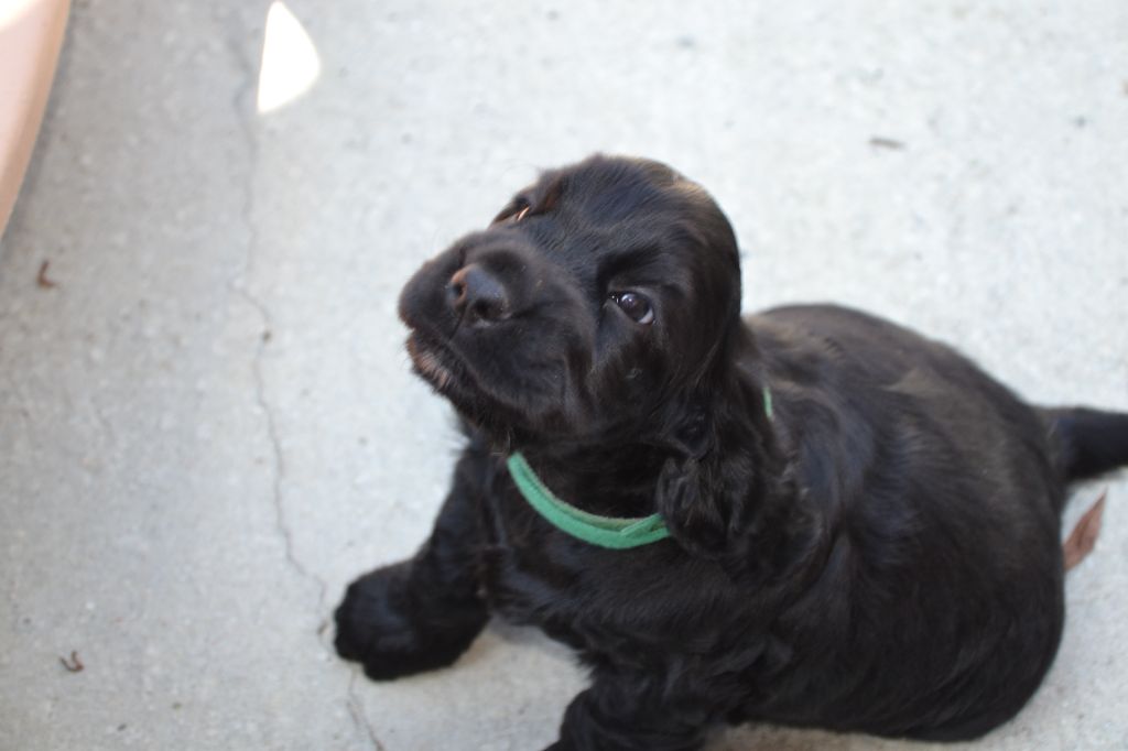 Of merrily - Chiots disponibles - Cocker Spaniel Anglais