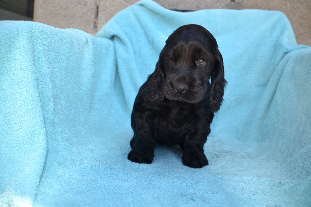 Of merrily - Chiots disponibles - Cocker Spaniel Anglais