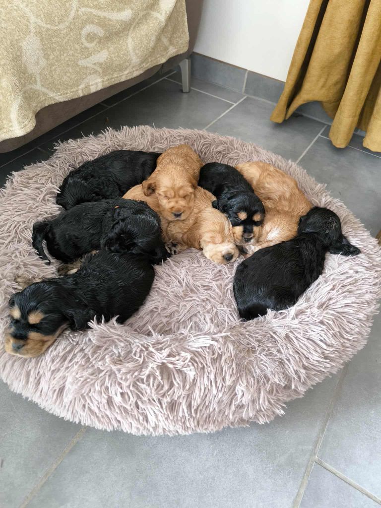 Chiot Cocker Spaniel Anglais Of merrily